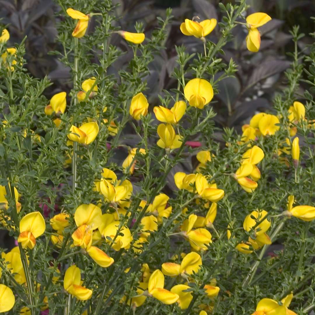 Yellow flowers of Cytisus Madame Butterfly with red accents